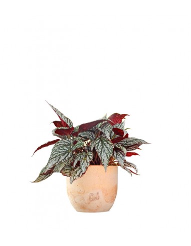 Begonia Rex grigia