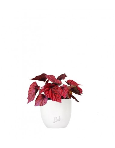 Begonia Rex Inca Flame