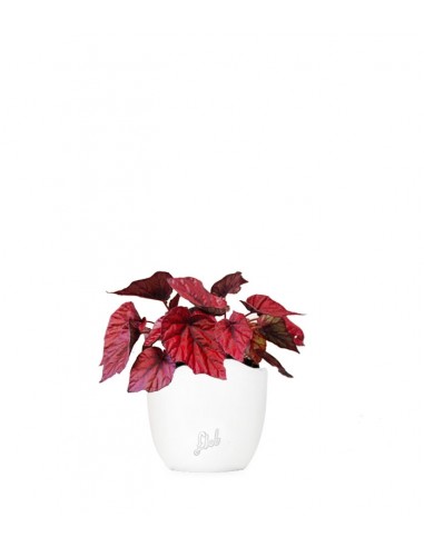Begonia Rex Inca Flame