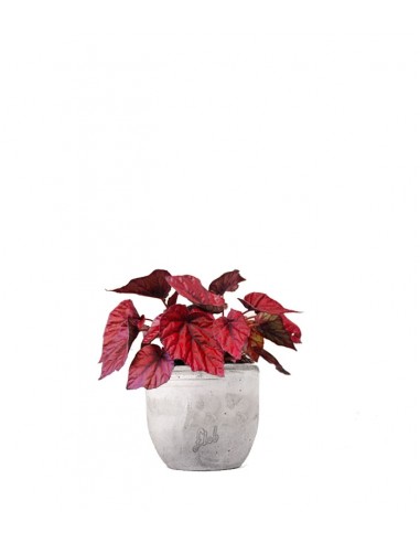 Begonia Rex Inca Flame