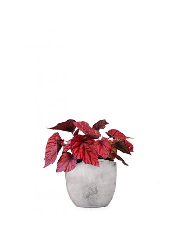 Begonia Rex Inca Flame