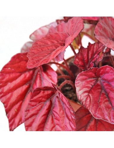 Begonia Rex Inca Flame