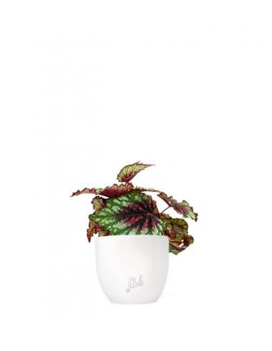Begonia Rex tricolore