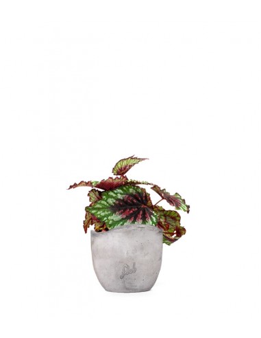 Begonia Rex tricolore