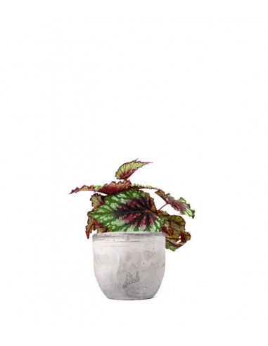 Begonia Rex tricolore