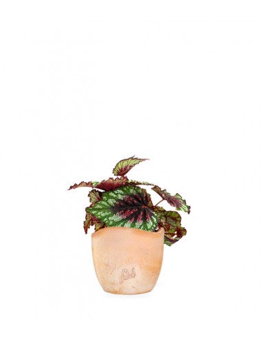 Begonia Rex tricolore