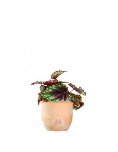 Begonia Rex tricolore
