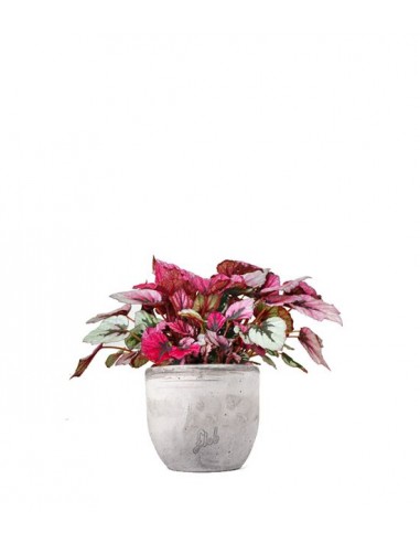 Begonia Rex Viola