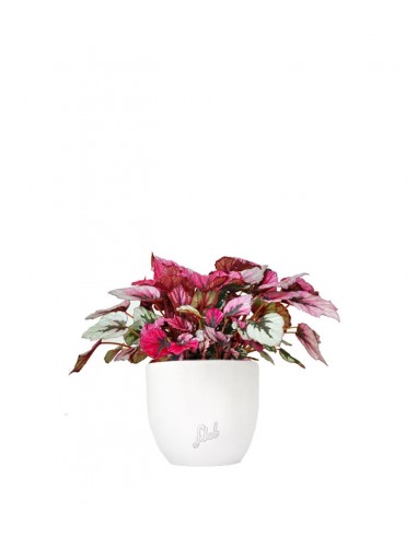 Begonia Rex Viola