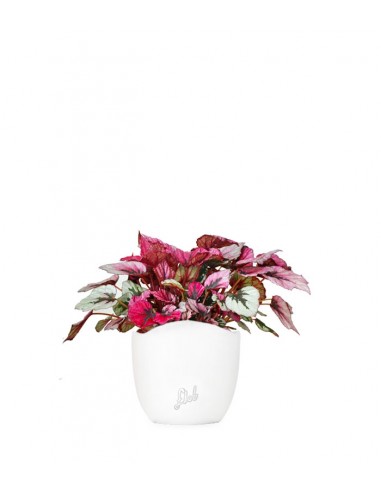 Begonia Rex Viola