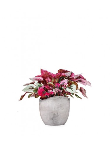 Begonia Rex Viola