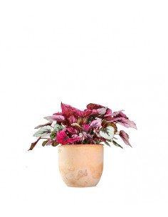 Begonia Rex Viola 2
