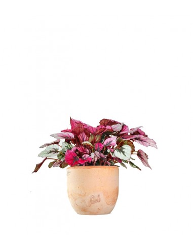 Begonia Rex Viola