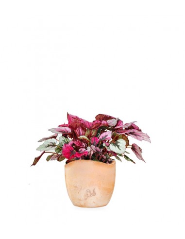 Begonia Rex Viola