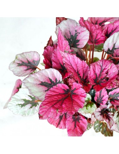 Begonia Rex Viola