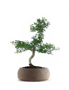 Biancospino Bonsai impalcato