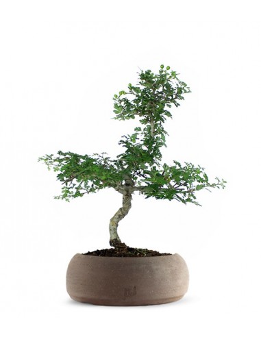 Biancospino Bonsai impalcato