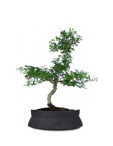 Biancospino Bonsai impalcato