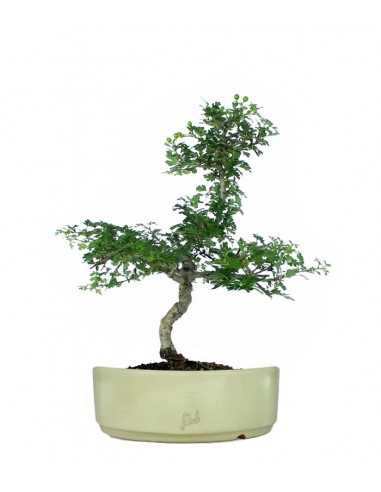 Biancospino Bonsai impalcato