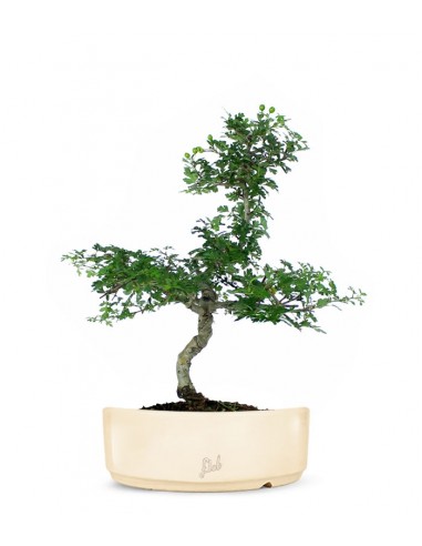 Biancospino Bonsai impalcato