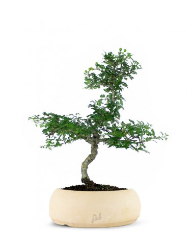 Biancospino Bonsai impalcato
