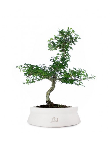 Biancospino Bonsai impalcato