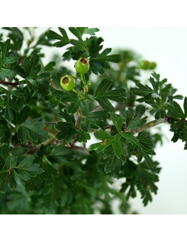 Biancospino Bonsai impalcato