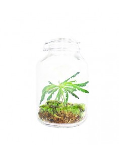 Biophytum in vetro