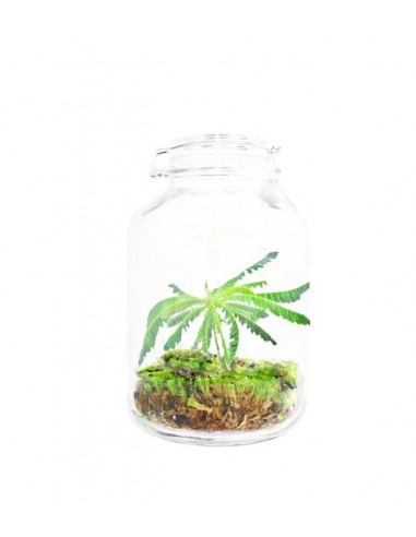 Biophytum in vetro