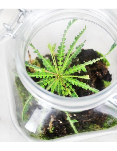 Biophytum in vetro