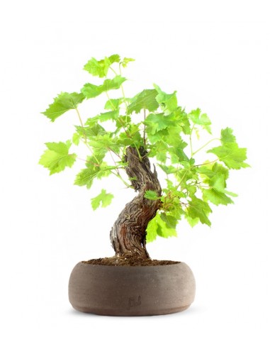 Bonsai Vite