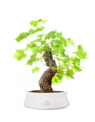 Bonsai Vite