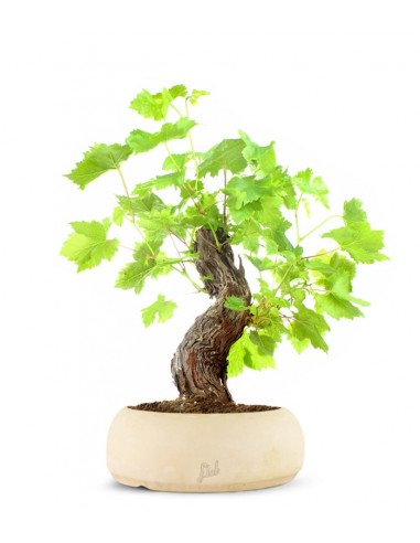 Bonsai Vite