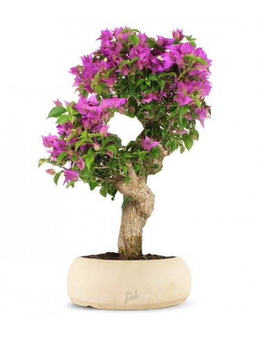 Bougainvillea L