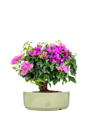 Bouganville da balcone