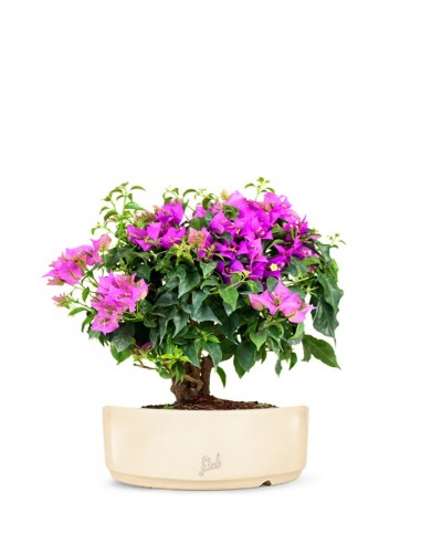 Bouganville da balcone