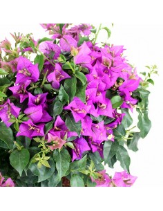 Bouganville da balcone 2