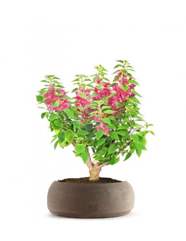 Bouganville Mini Thai