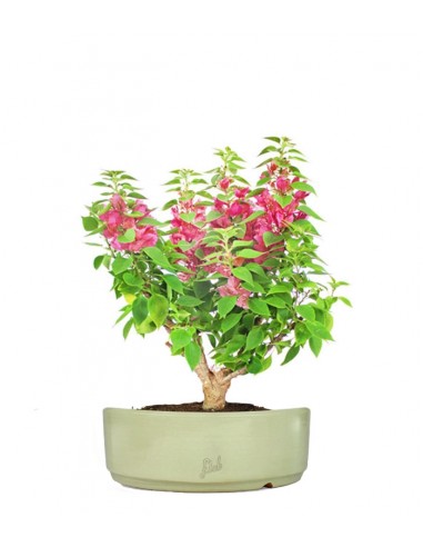 Bouganville Mini Thai