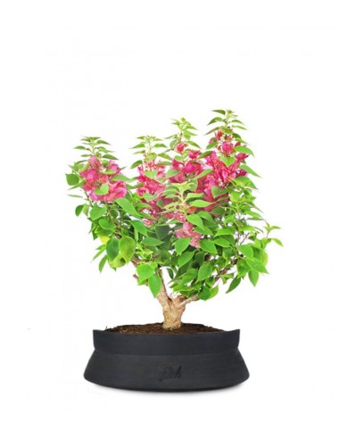 Bouganville Mini Thai