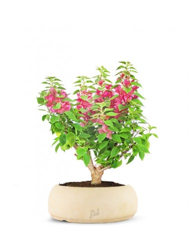 Bouganville Mini Thai