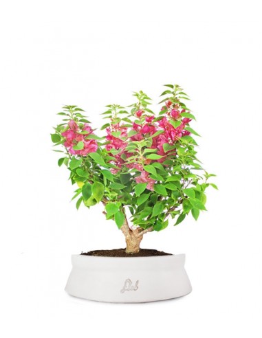Bouganville Mini Thai