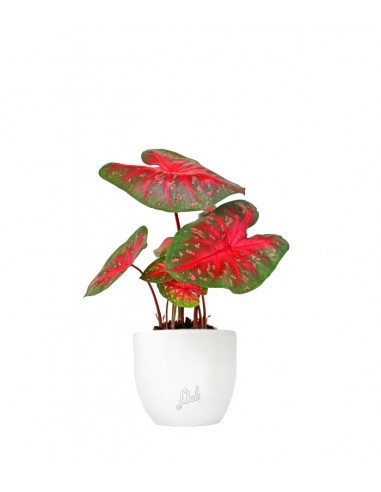 Caladium "Red Flash"