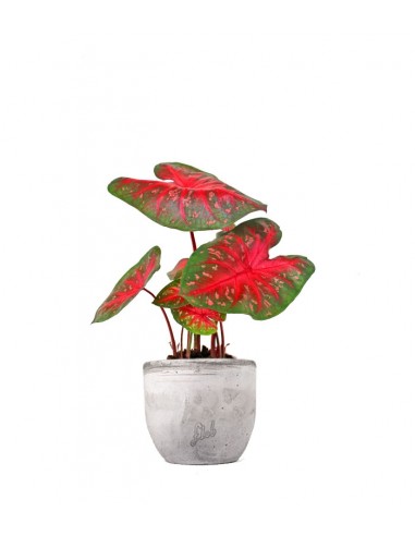 Caladium "Red Flash"