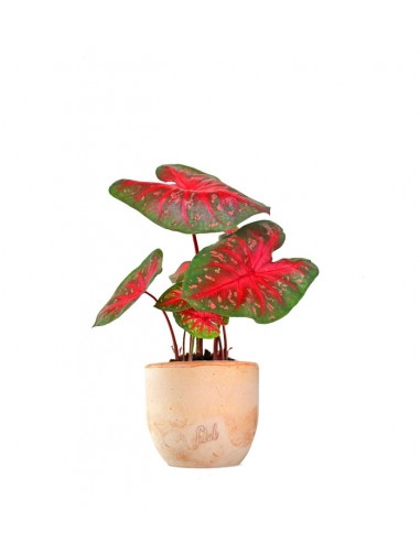 Caladium "Red Flash"