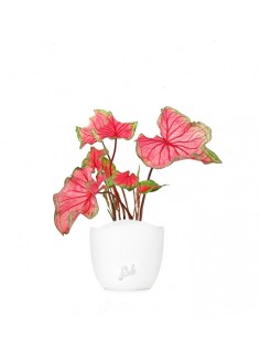Caladium "Sizzle"