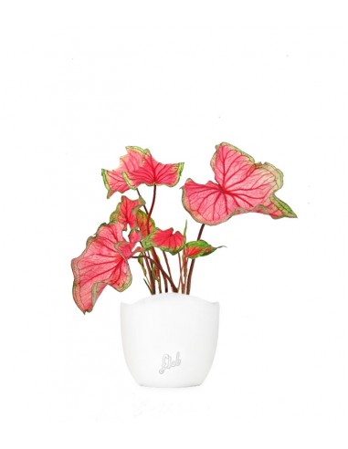 Caladium "Sizzle"
