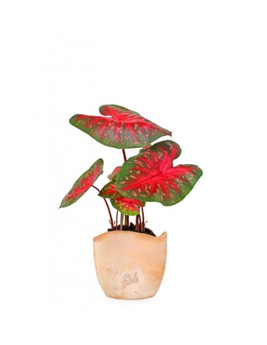 Caladium "Red Flash"
