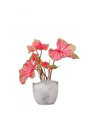 Caladium "Sizzle"