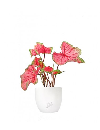 Caladium "Sizzle"
